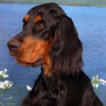 Škotski seter (Gordon Setter) Škotski seter (Gordon Setter)