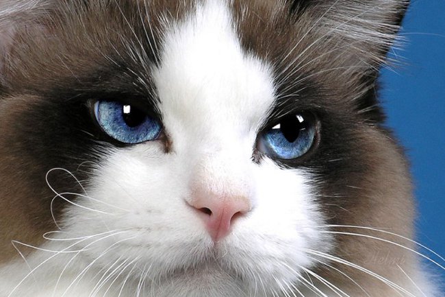 Oči mačke puzaju: što treba učiniti