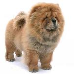 Chow Chow Dog: Značajke i njega