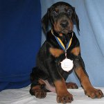 Pas Doberman