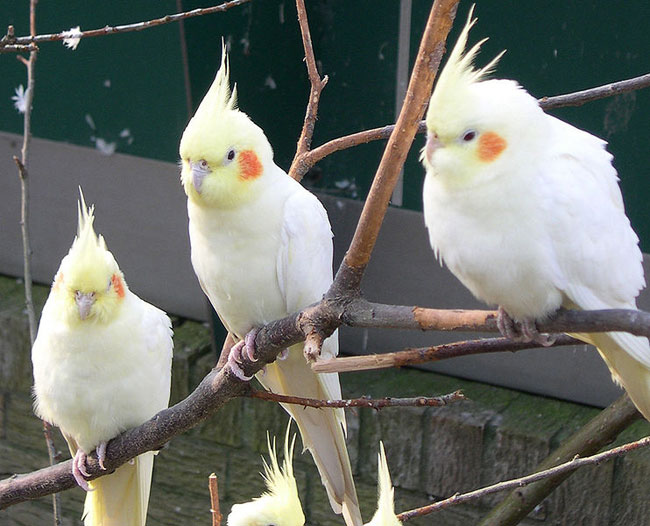 Sadržaj papiga iz Corella