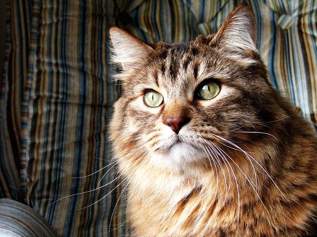 Stare mačke: značajke njege