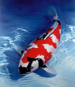 Japanski šaranski koi Japanski šaranski koi