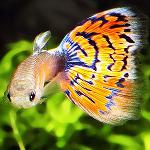 Viviparous ribe u akvariju
