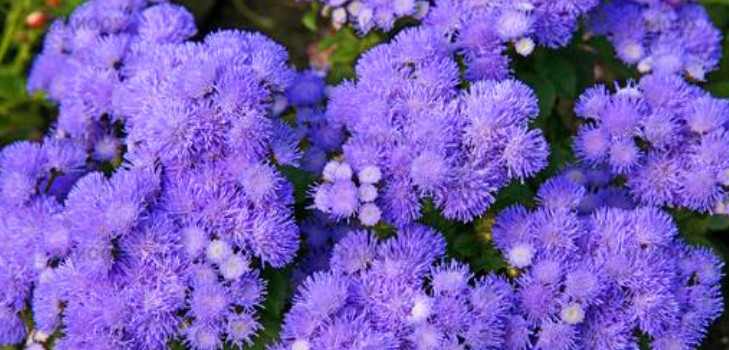 Ageratum: sadnja i njegu. Popularne sorte