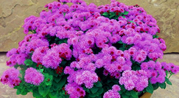 Ageratum: sadnja i njegu. Popularne sorte