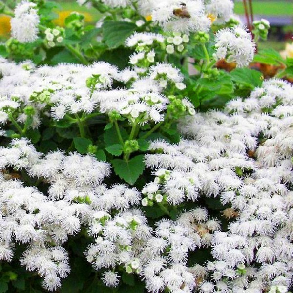 Ageratum: sadnja i njegu. Popularne sorte