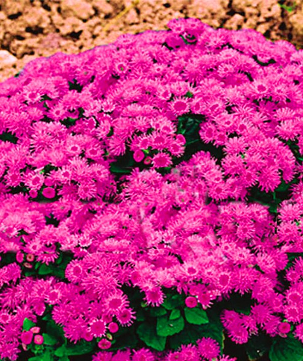 Ageratum: sadnja i njegu. Popularne sorte