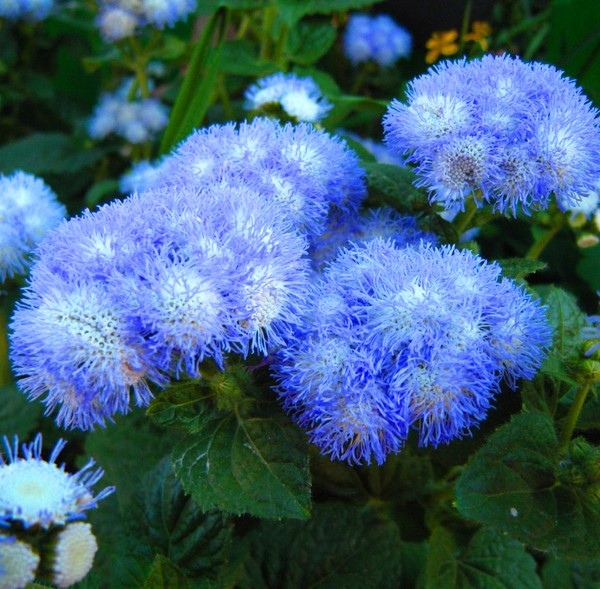 Ageratum: sadnja i njegu. Popularne sorte