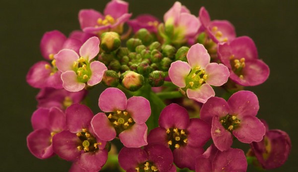 Alyssum: sadnja i njegu, fotografije najboljih sorti