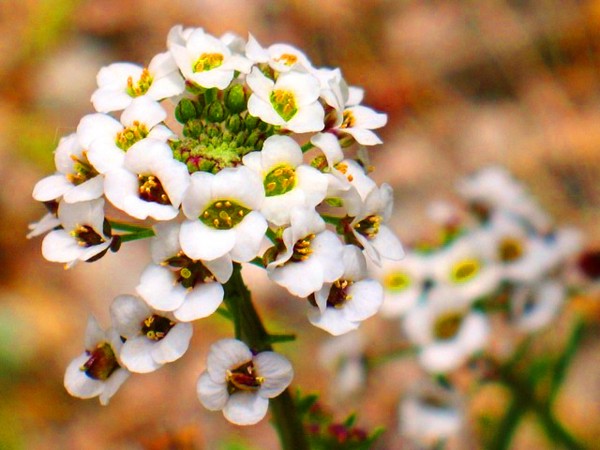 Alyssum: sadnja i njegu, fotografije najboljih sorti