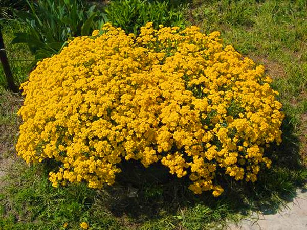 Alyssum: sadnja i njegu, fotografije najboljih sorti