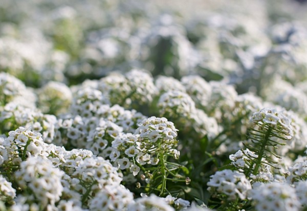 Alyssum: sadnja i njegu, fotografije najboljih sorti