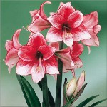 Amaryllis i hippeastrum: braća dvostruka Amaryllis i hippeastrum: braća dvostruka