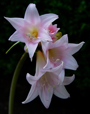 Amaryllis i hippeastrum: braća dvostruka Amaryllis i hippeastrum: braća dvostruka