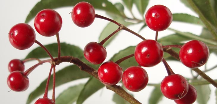 Ardisia: njegu i fotografija