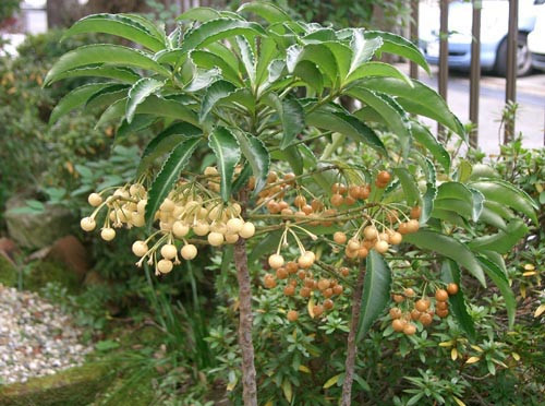 Ardisia - najpoznatije vrste