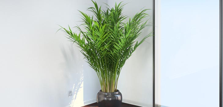 Areca, dlan