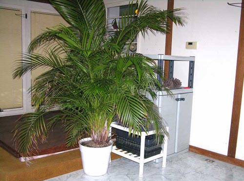 Areca. Kućna njega