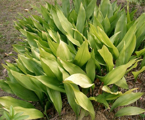 Aspidistra u buketima