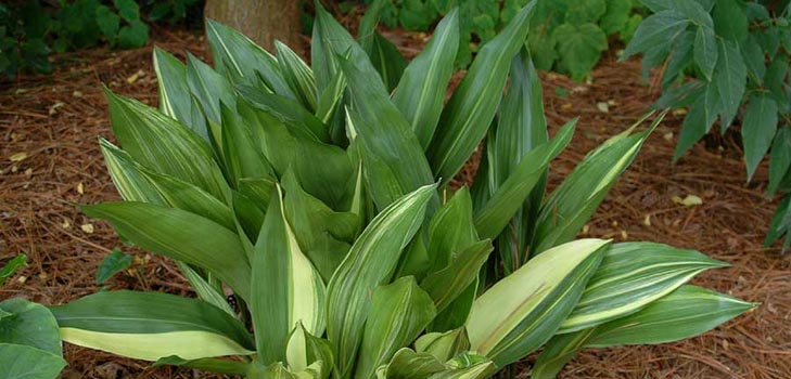 Aspidistra: skrb kod kuće, cvjetanje, fotografija