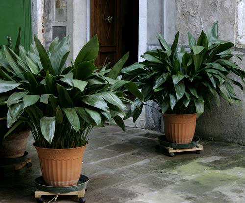 Aspidistra: vrste i sorte