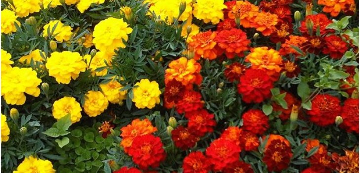 cvjetovi marigolds