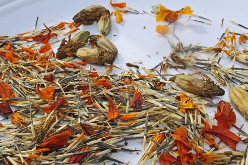 Marigolds na sadnicama