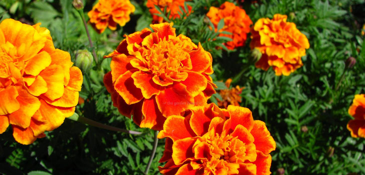 Marigolds na sadnicama