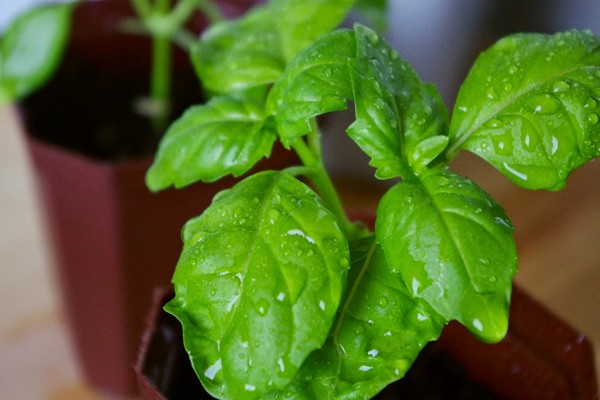 Basil: uzgoj duhovite trave na prozoru i na otvorenom terenu