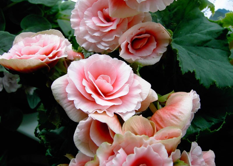 ružičasta begonia