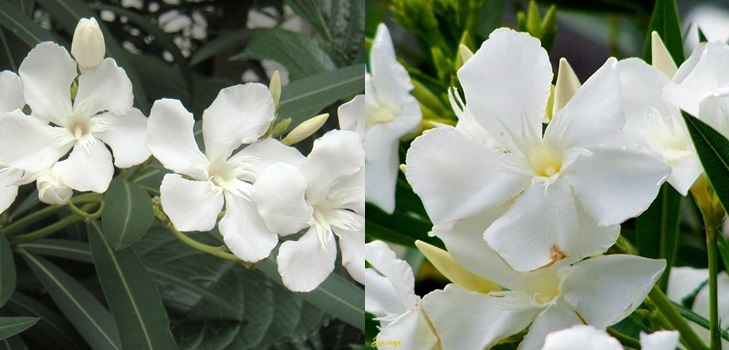 Bijeli Oleander