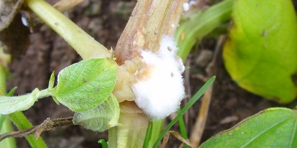 Bolesti krastavca: simptomi, liječenje i prevencija (s fotografijom)