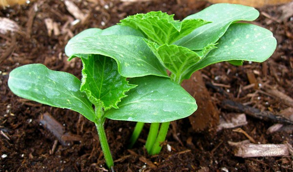 Bolesti krastavca: simptomi, liječenje i prevencija (s fotografijom)