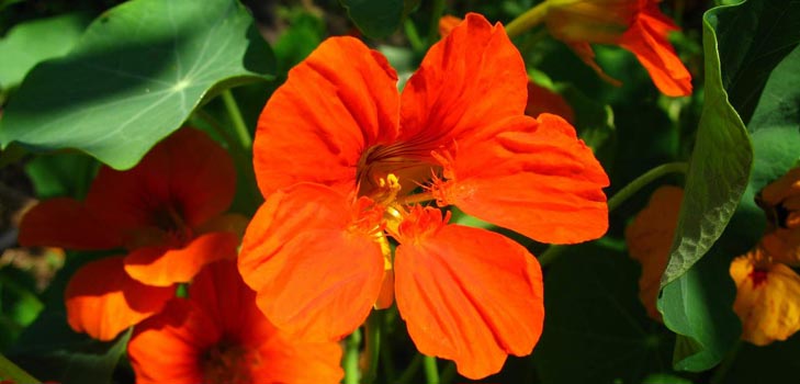 Cvjetni Nasturtium: kako rasti iz sjemena, kako se brinuti, lijepe fotografije