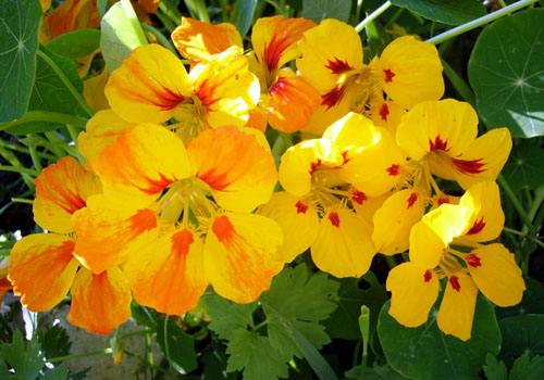 Nasturtium - raste iz sjemena