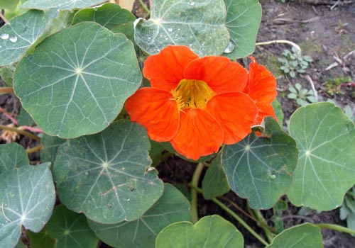 Cvijet Nasturtium