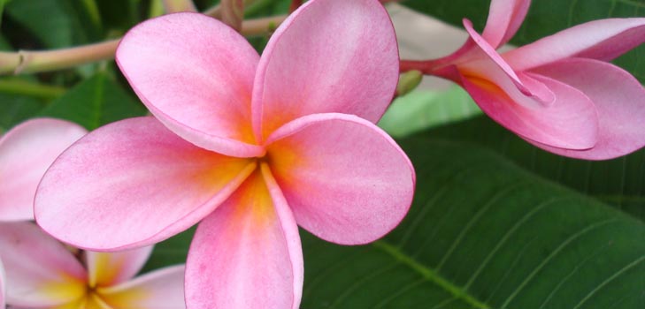 Cvjetni Plumeria - čarobni miris u vašem domu
