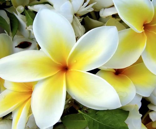 Cvjetni Plumeria - čarobni miris u vašem domu