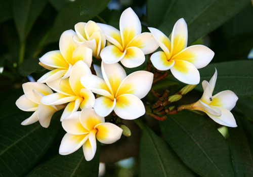 Cvjetni Plumeria - čarobni miris u vašem domu