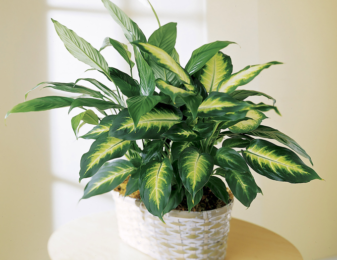 dieffenbachia dieffenbachia