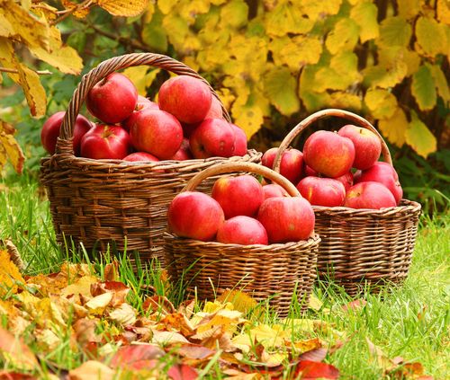 Kako zadržati jabuke zimi kod kuće