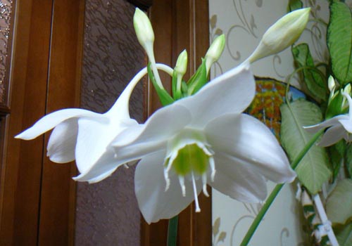 Euharis: briga