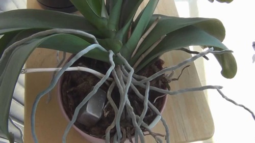 Transplantat Phalaenopsis