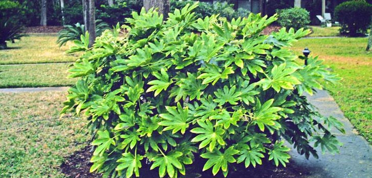 briga za fatsia kod kuće