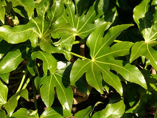 Različite vrste fatsia