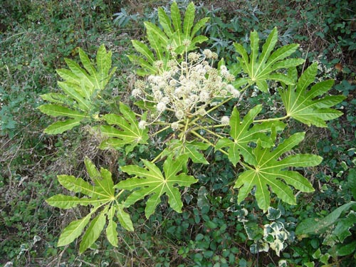 fatsia u ugodnim temperaturnim uvjetima