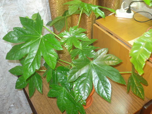 fatsia uz zapadni prozor