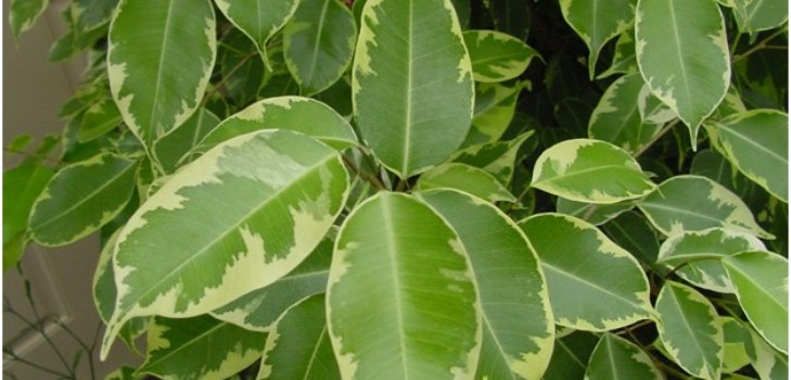 soba ficus