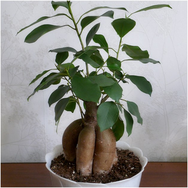 Ficus prije presađivanja